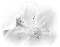 Kirschblüte by Nikola Hahn