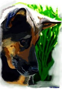  Portrait Schäferhund  by Sandra  Vollmann