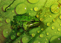 Der grüne Frosch von Clemens Greiner