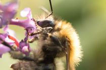 Biene nascht an Fliederblüte von toeffelshop