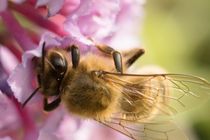 Biene nascht an Fliederblüte 1 von toeffelshop