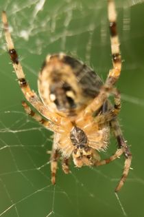 Spinne im Netz 5 von toeffelshop