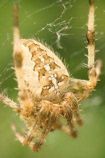 Spinne im Netz 6 by toeffelshop
