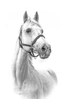 white horse by Denise Schneider