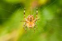 Spinne im Netz 7 von toeffelshop