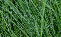 Dewdrops on grass by Leighton Collins