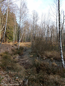 Im Wald & auf der Heide by voelzis-augenblicke