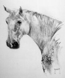 The Beauty of the Horse. von Terence Donnelly