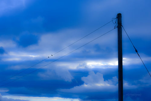 Blue-birds-on-the-wire