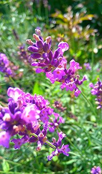 Strahlender Lavendel by mia-f