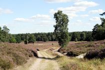 Die Lüneburger Heide 2016-08-23 V von Anja  Bagunk