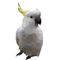 Low-poly-cockatoo