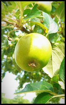 Saftiger Apfel by mia-f