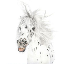 Pony-Power „Wildthing“ by cavallo-magazin