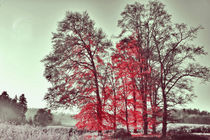 Herbst - Im Nebel ruhet noch die Welt........ by Chris Berger