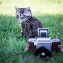 Maine Coone Kitten und eine alte Kamera by Susi Stark