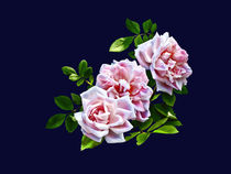 Three Pink Roses With Leaves von Susan Savad