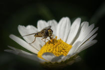 Hoverfly by Leo Walter