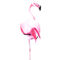 Flamingo6b