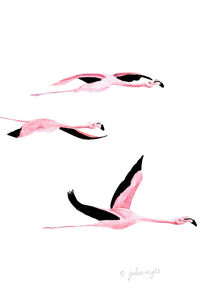 Flamingo 7 by Julia Reyelt