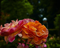 Rose Garden II von Volker Röös