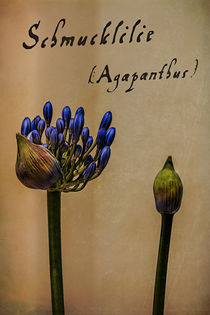   Schmucklilie (Agapanthus) by Volker Röös