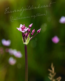  Echtes Tausendgüldenkraut (Centaurium erythraea) -- Centaury von Volker Röös