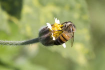 Bee in the flower by Marco Paulo Blascke Piovezan