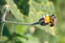 Bee Flower Macro by Marco Paulo Blascke Piovezan