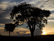 Landscape - Brazil - Sunset - Sun - Tree von Marco Paulo Blascke Piovezan