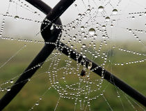 Spiderweb in the rain! by Marco Paulo Blascke Piovezan