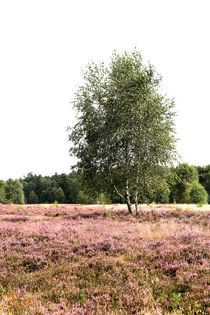 Die Lüneburger Heide VIIII 2016-09-03 von Anja  Bagunk