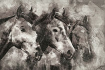 Pferde by Wolfgang Pfensig