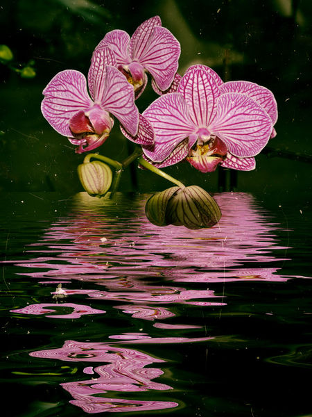 Orchideenwasser