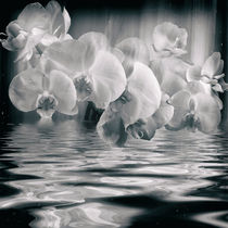 Orchideen in schwarz-weiss von Chris Berger