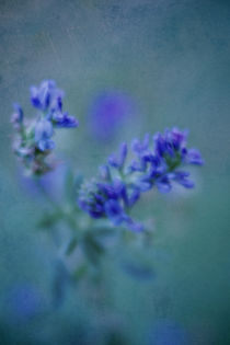 Blaue Wiesenblume von Josephine Mayer-Hartmann