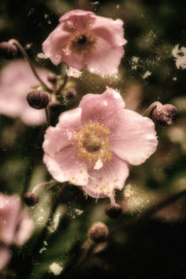 In pink dress - Herbstanemone von Chris Berger