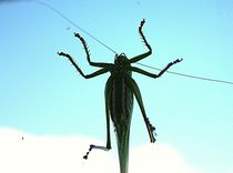 Grashüpfer - Makro - grasshopper by mindfullycreatedvibrations