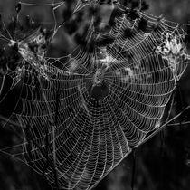 Morning Dew On Spiders Home by STEFARO .