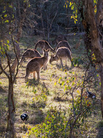 Kangaroos and Magpies, Canberra, Australia by Steven Ralser