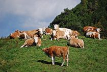 glückliche bayrische Kühe... 1 von loewenherz-artwork