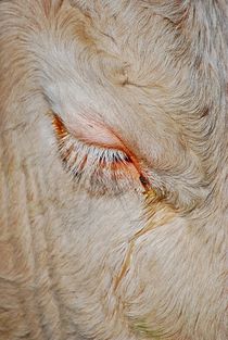 das Auge der ruhenden Kuh... 2 von loewenherz-artwork