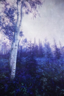Wander in the foggy forest von Priska  Wettstein