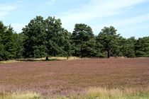 Die Lüneburger Heide VII 2016-09-03 von Anja  Bagunk