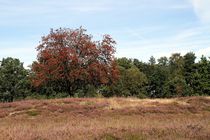Die Lüneburger Heide II 2016-09-03 von Anja  Bagunk