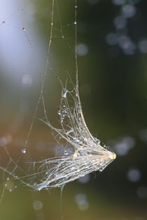 Samen im Spinnennetz by Bernhard Kaiser
