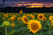 Happy holidays - Sonnenblumen im Sonnenuntergang von Manuel Paul