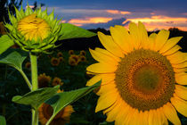 Happy holidays - Sonnenblumen im Sonnenuntergang von Manuel Paul