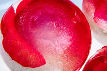 Rote Rose in Eis von Marc Heiligenstein