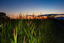 we ́ve seen corn - Maisfeld im Sonnenuntergang von Manuel Paul